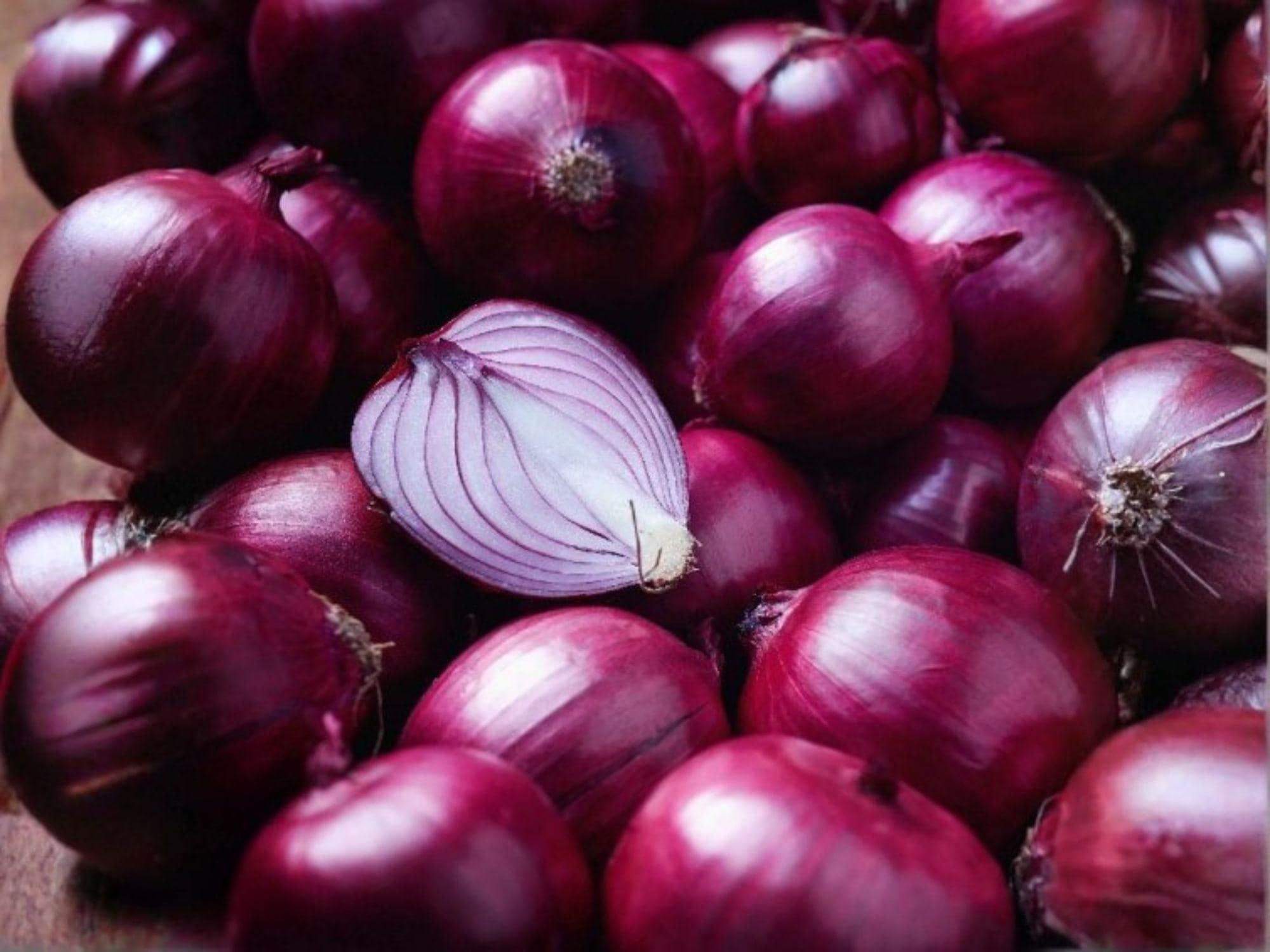 Southport Red Globe Onion Seeds – 50 Heirloom Long-Day Red Bulbs for Storage, Globe-Shaped, Mild Flavor, Northern Climate