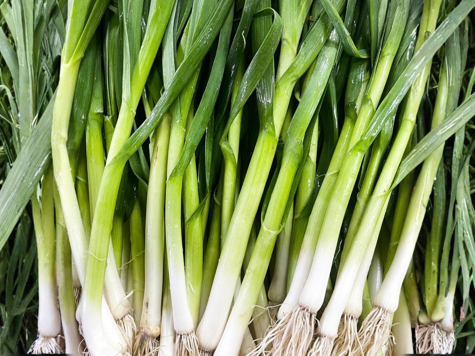 Evergreen Bunching Onion Seeds – Heirloom Scallions, Cold Hardy Green Onion, Allium fistulosum, 50 Seeds