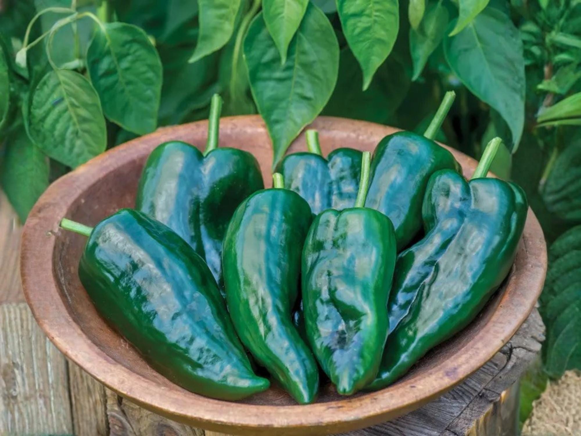 Ancho Poblano Pepper Seeds – Heirloom Mexican Chili for Stuffing, Drying, Cooking, 25 Seeds