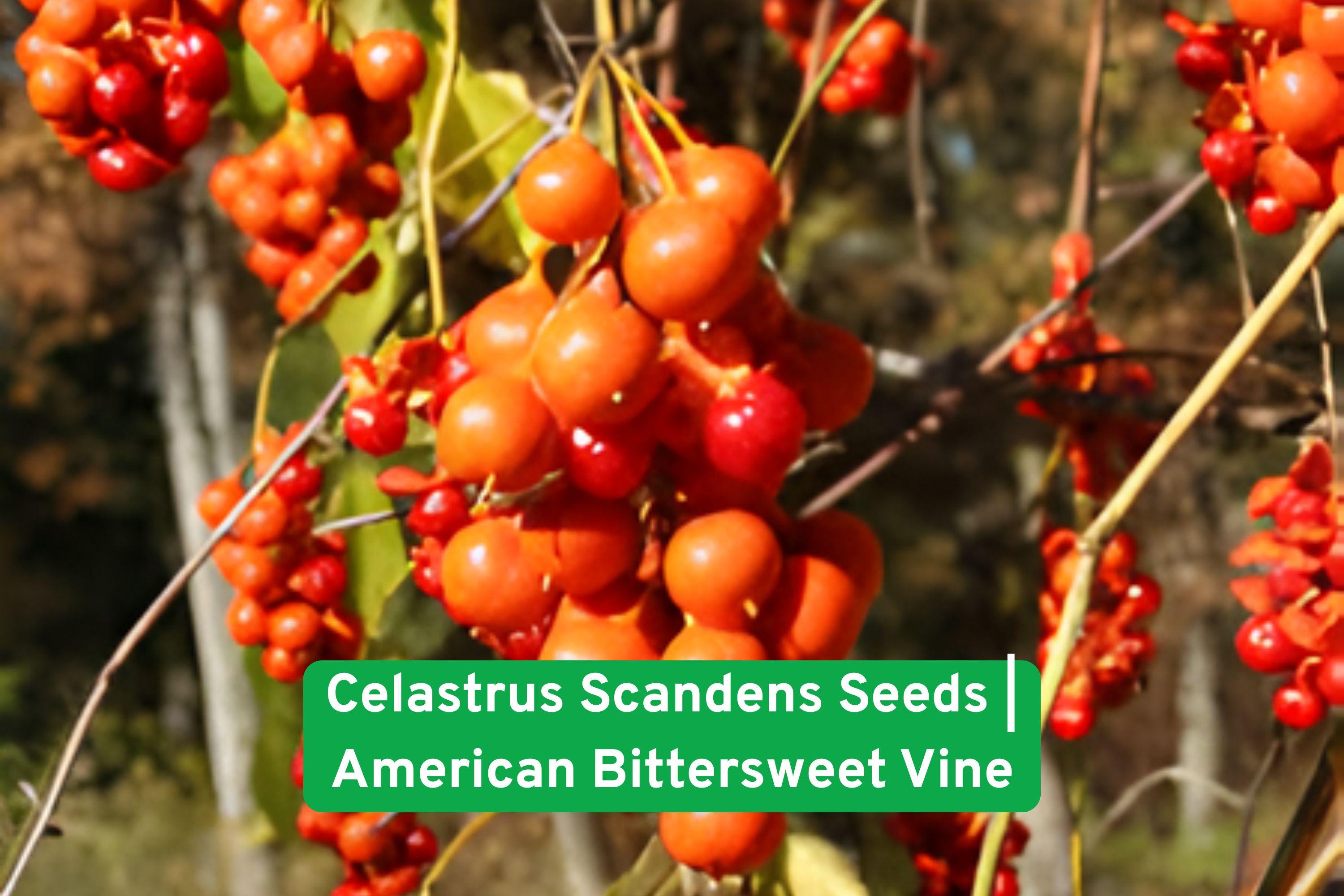Celastrus scandens Seeds | American Bittersweet Vine with Orange-Red Fall Berries | Native Perennial Climbing Plant for Wildlife Gardens
