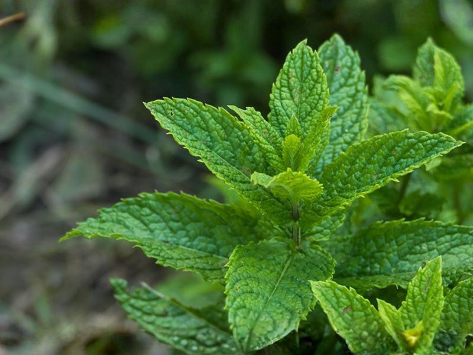 Spearmint Seeds – 100 Heirloom Mint Herb Seeds for Tea & Culinary Use – Bright Green, Perennial, Fragrant, Easy to Grow