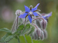Borage Seeds – 50 Heirloom Starflower Herb Seeds for Pollinator Gardens, Edible Flowers, Companion Planting, Bright Blue, Annual Herb