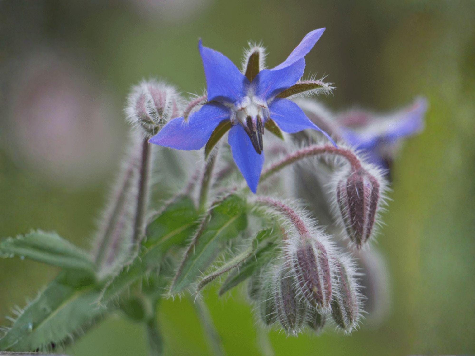 Borage Seeds – 50 Heirloom Starflower Herb Seeds for Pollinator Gardens, Edible Flowers, Companion Planting, Bright Blue, Annual Herb