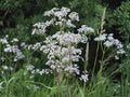 Heirloom Anise Herb Seeds – Licorice Flavor, Baking & Tea, Pimpinella anisum, 100 Seeds