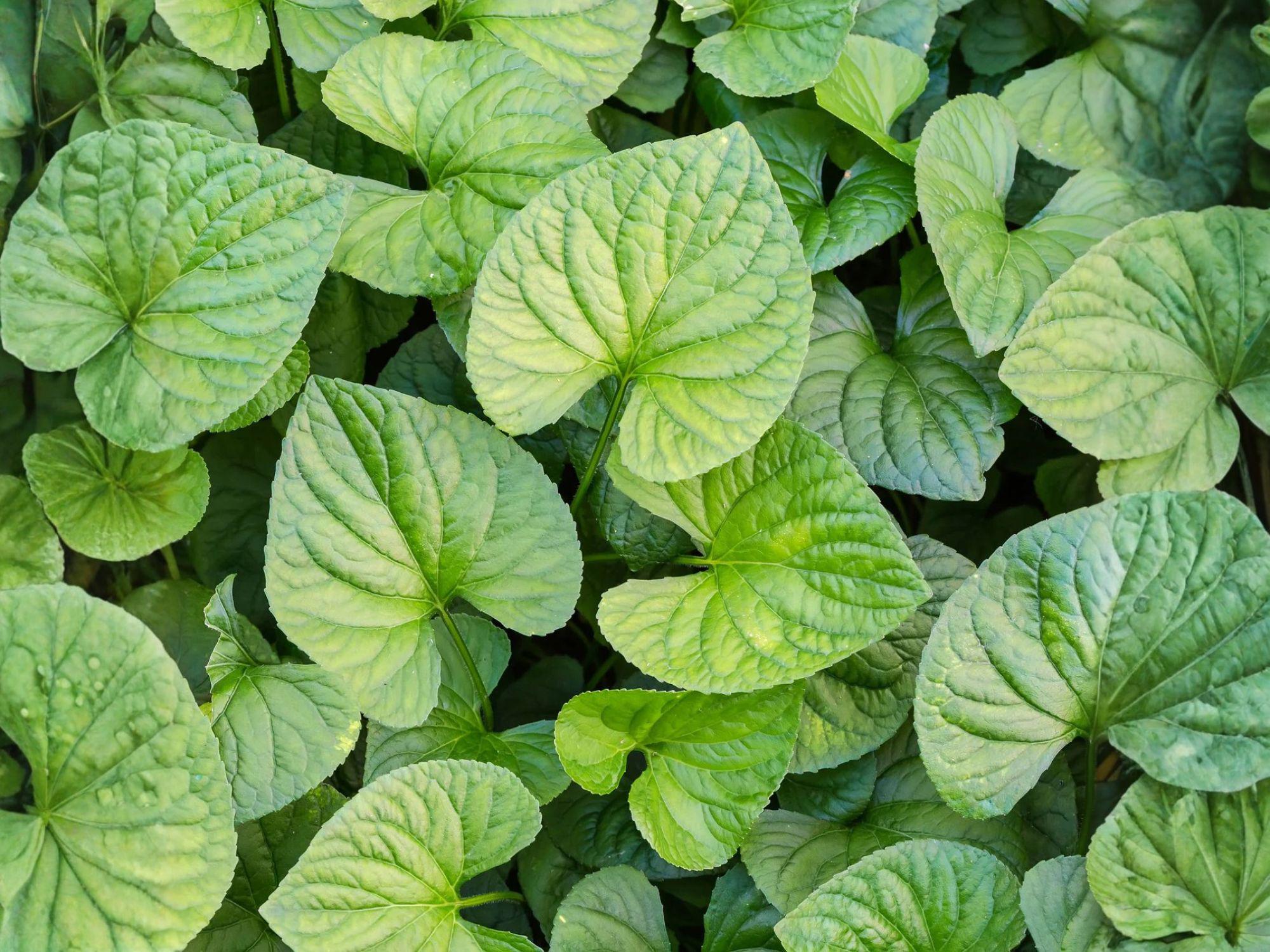 Wild Ginger Seeds – 10 Native Woodland Herb Seeds – Asarum canadense – Shade Garden Groundcover Perennial