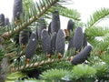 Balsam Fir Seeds – Abies balsamea Lake State Evergreen Tree Seeds for Reforestation, Wildlife Habitat & Christmas Tree Growing