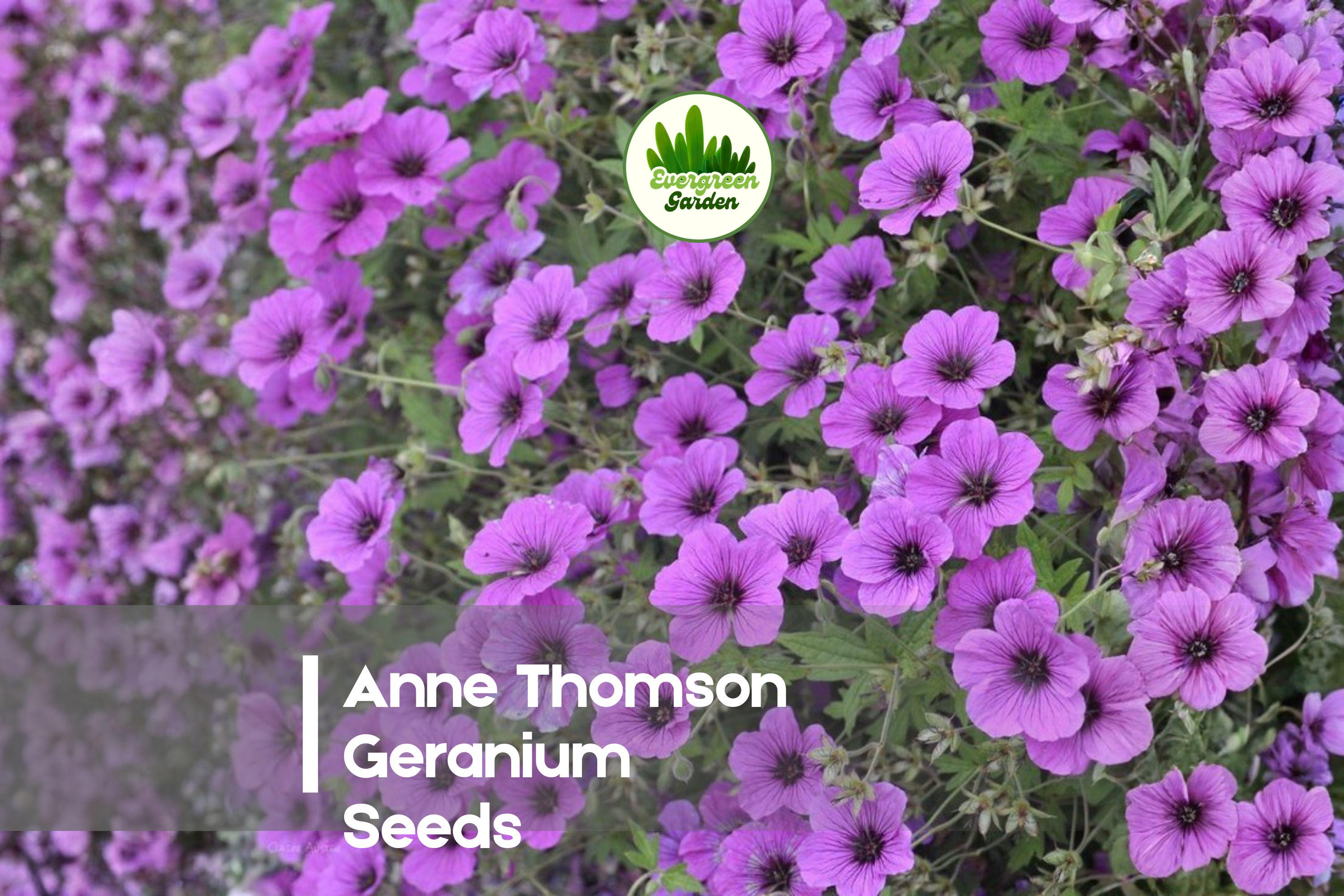 Geranium Seeds, Anne Thomson Pink Pelargonium, Bright Bloom, Annual/Perennial, Garden Bed & Container Plant