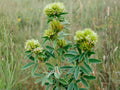 Lespedeza capitata Seeds – Native Perennial Bush Clover for Pollinator Gardens & Prairie Restoration – 30 Seeds