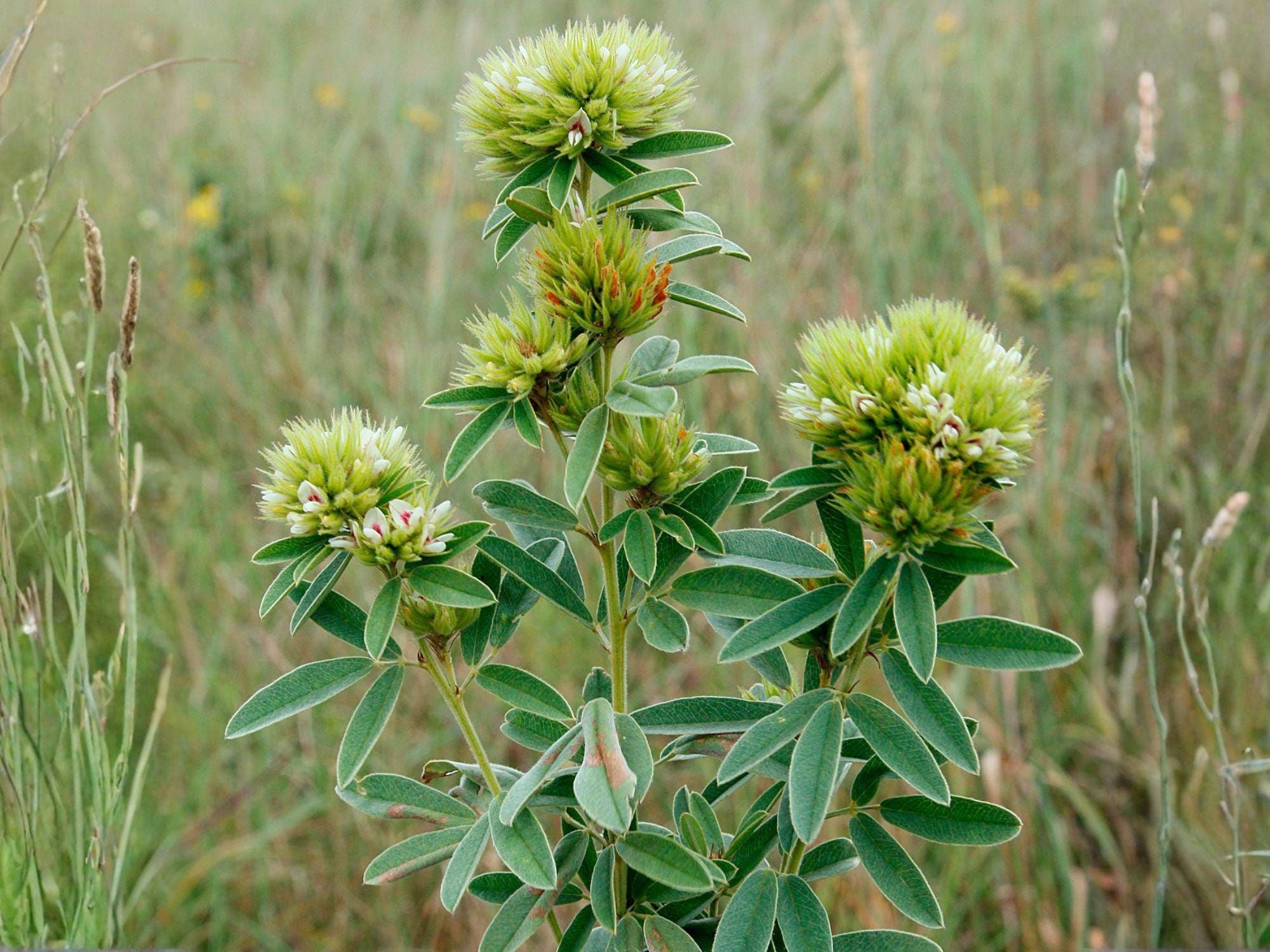 Lespedeza capitata Seeds – Native Perennial Bush Clover for Pollinator Gardens & Prairie Restoration – 30 Seeds