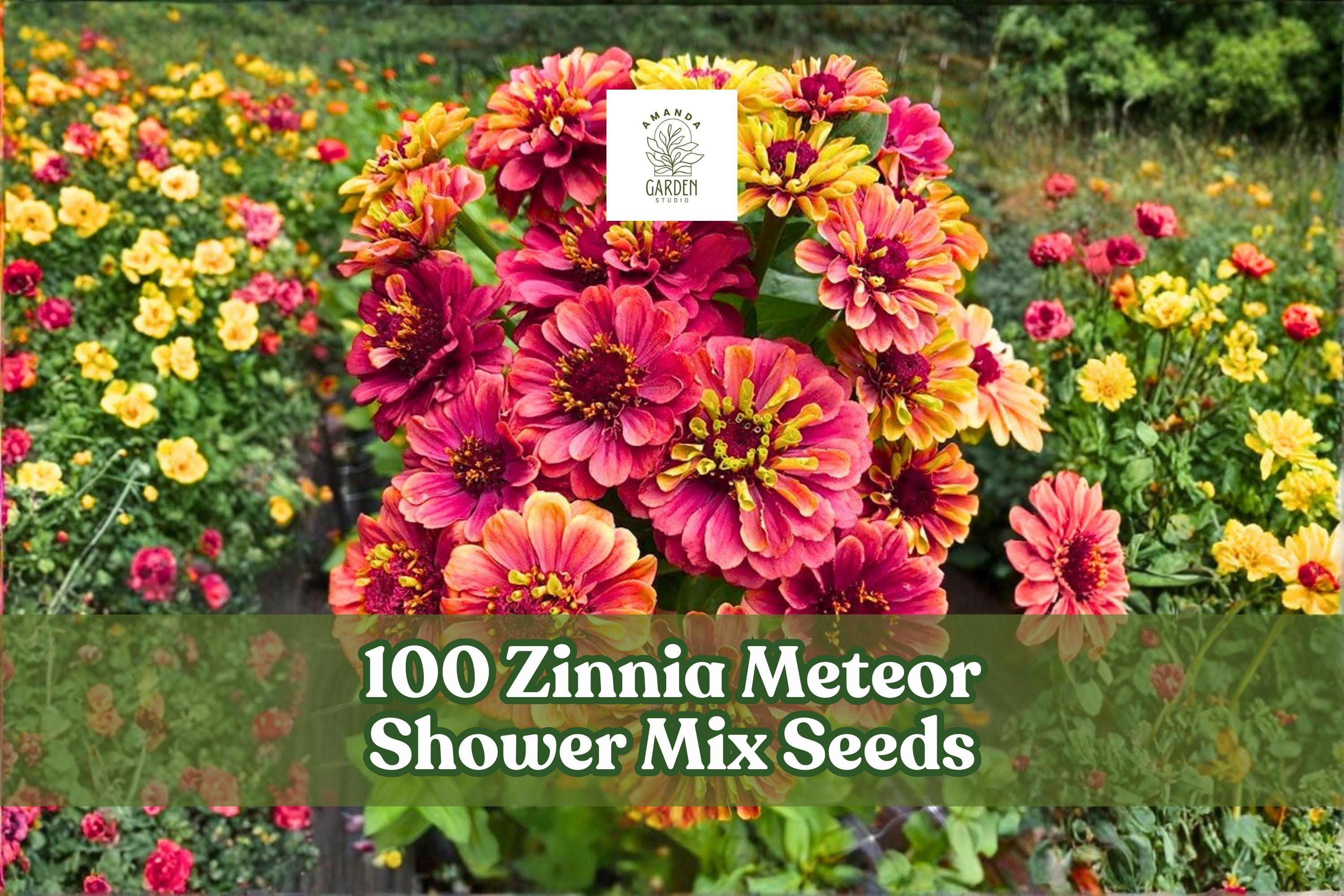 100 Zinnia elegans Meteor Shower Mix Seeds – Colorful Annual Flowers for Garden Beds & Cut Flowers