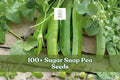 100+ Sugar Snap Pea Seeds, Pisum sativum, Climbing Vegetable with Sweet Crisp Pods, Cool Season Garden Plant