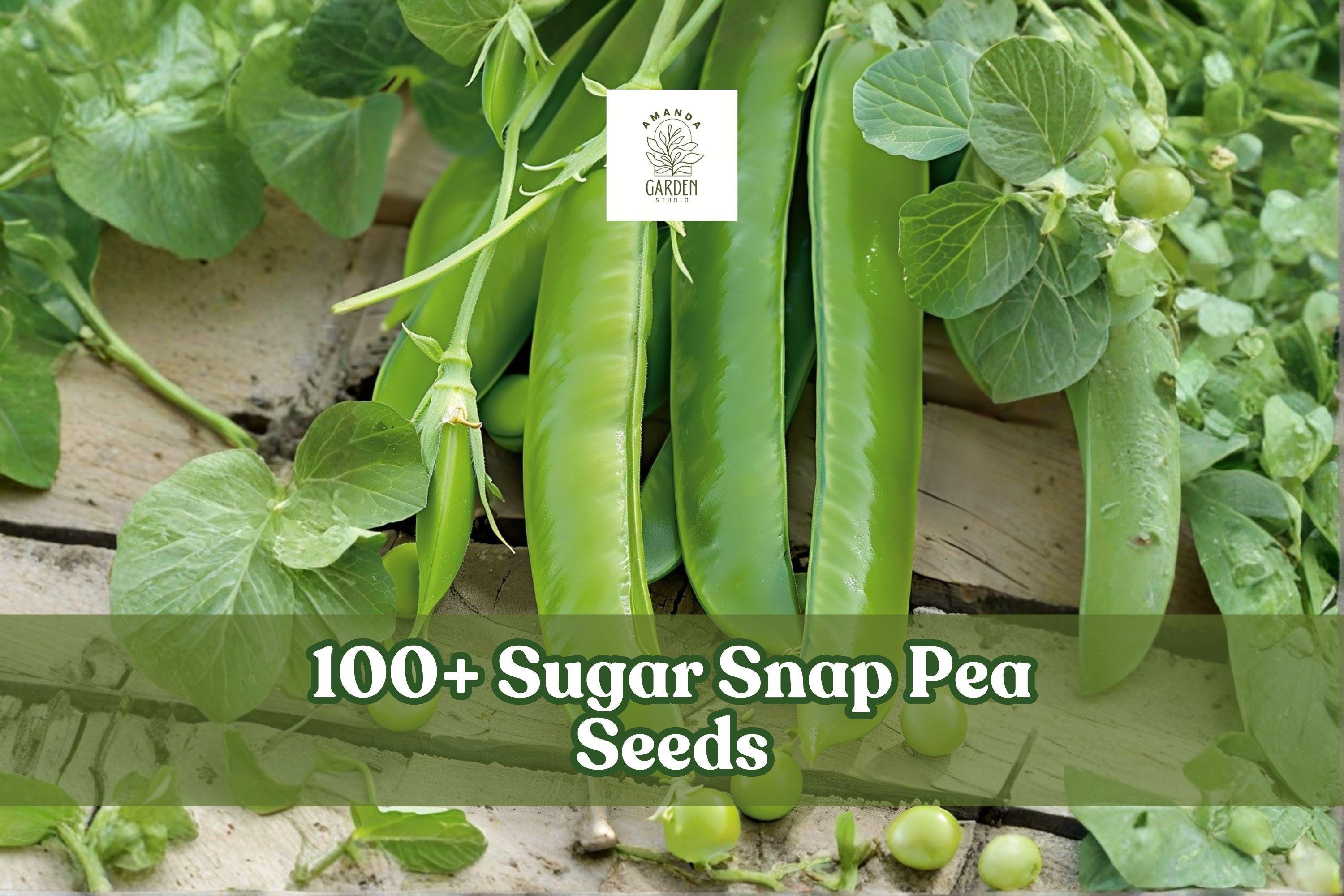 100+ Sugar Snap Pea Seeds, Pisum sativum, Climbing Vegetable with Sweet Crisp Pods, Cool Season Garden Plant