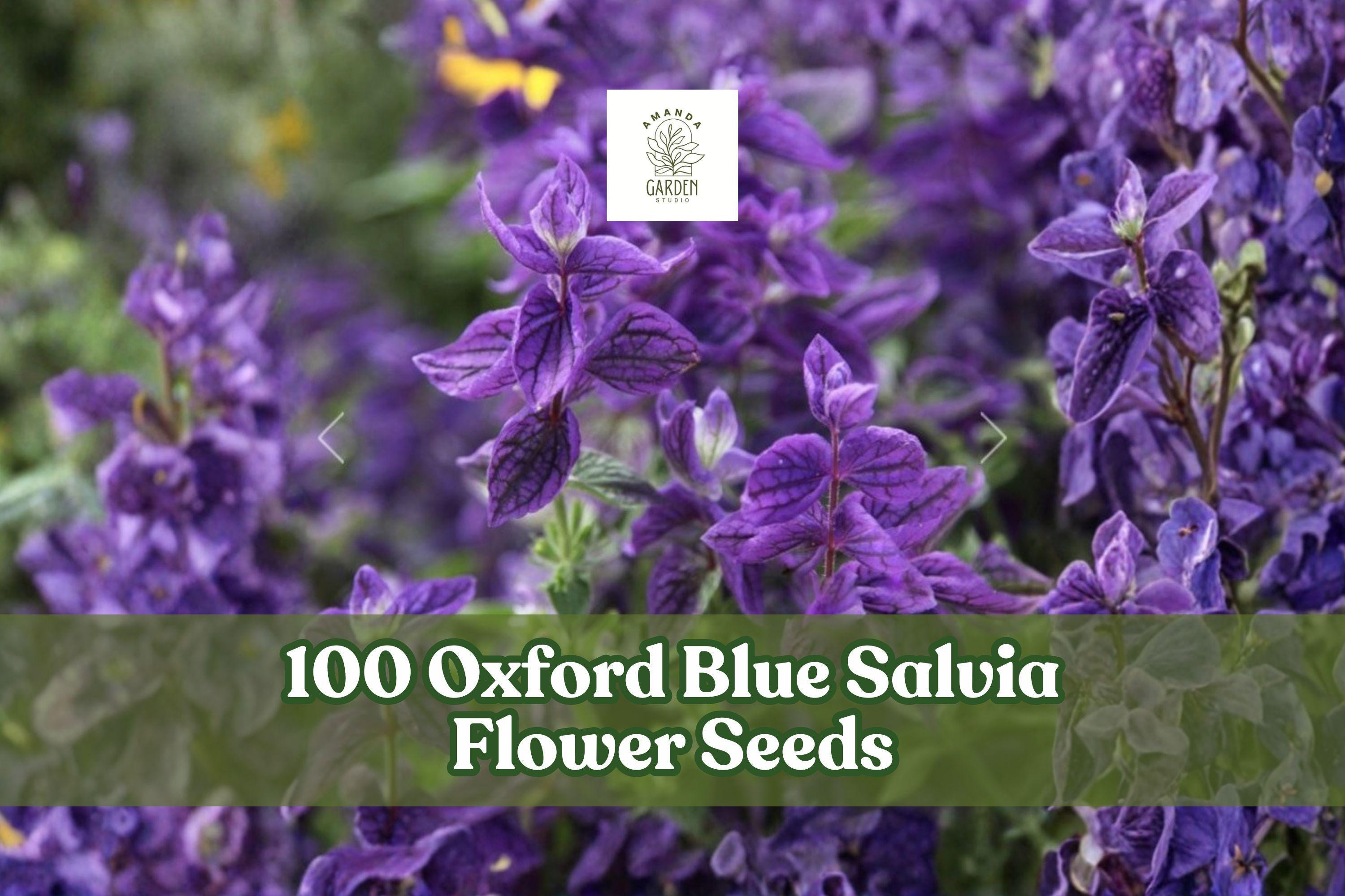Oxford Blue Salvia Seeds 100 Pack | Annual Clary Sage Flowering Plant | Deep Blue Bracts | Salvia viridis