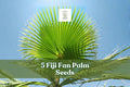 Fiji Fan Palm Seeds, Pritchardia pacifica, Ornamental Tropical Palm for Landscaping and Container Planting, 5 Seeds