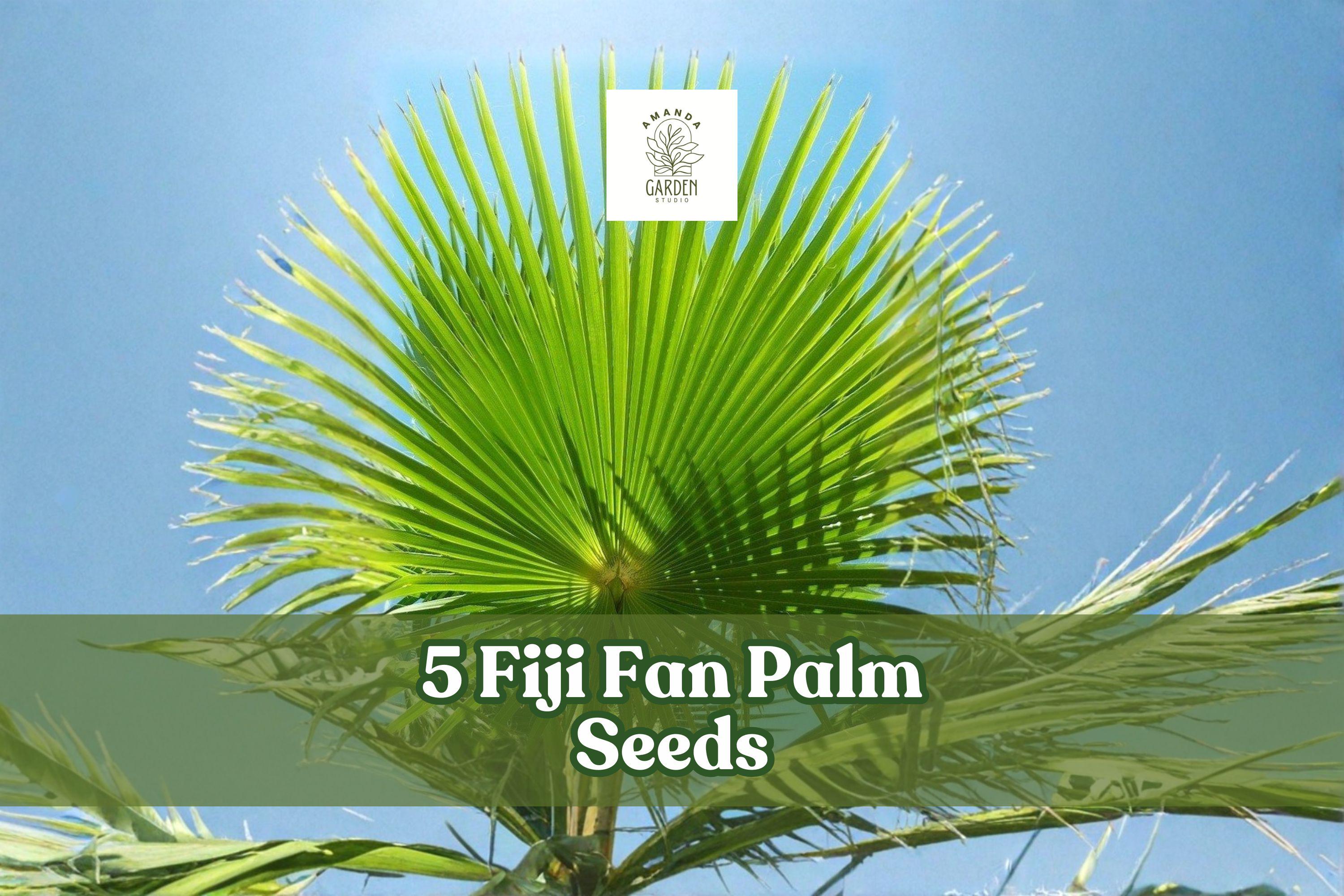 Fiji Fan Palm Seeds, Pritchardia pacifica, Ornamental Tropical Palm for Landscaping and Container Planting, 5 Seeds