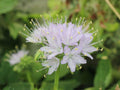 Hydrophyllum virginianum Seeds – Virginia Waterleaf Native Shade Wildflower – 10 Seeds for Woodland Gardens & Pollinator Gardens