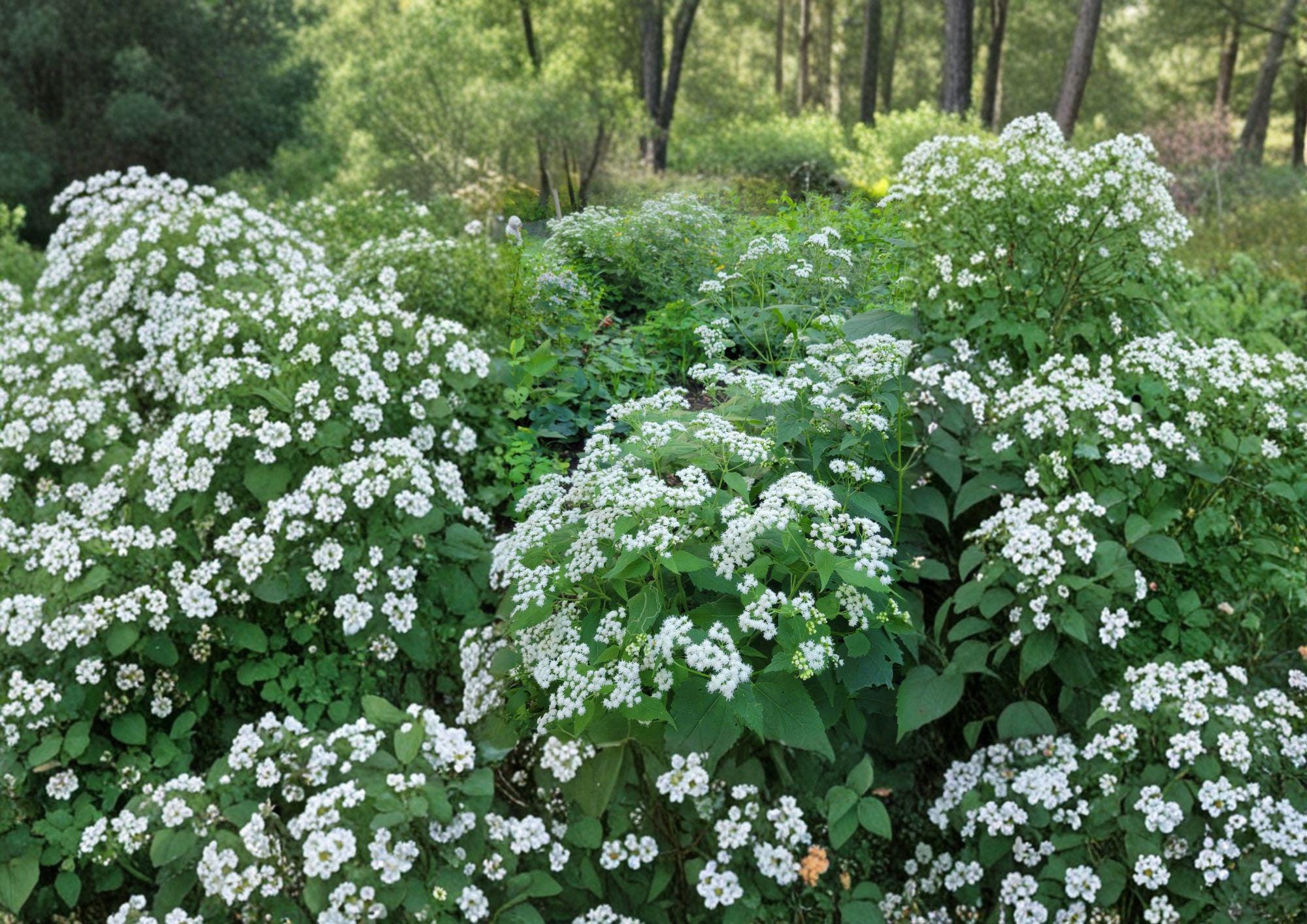 Ageratina altissima White Snakeroot Seeds – Native Perennial Wildflower for Shade Gardens, Pollinator Friendly Woodland Plant