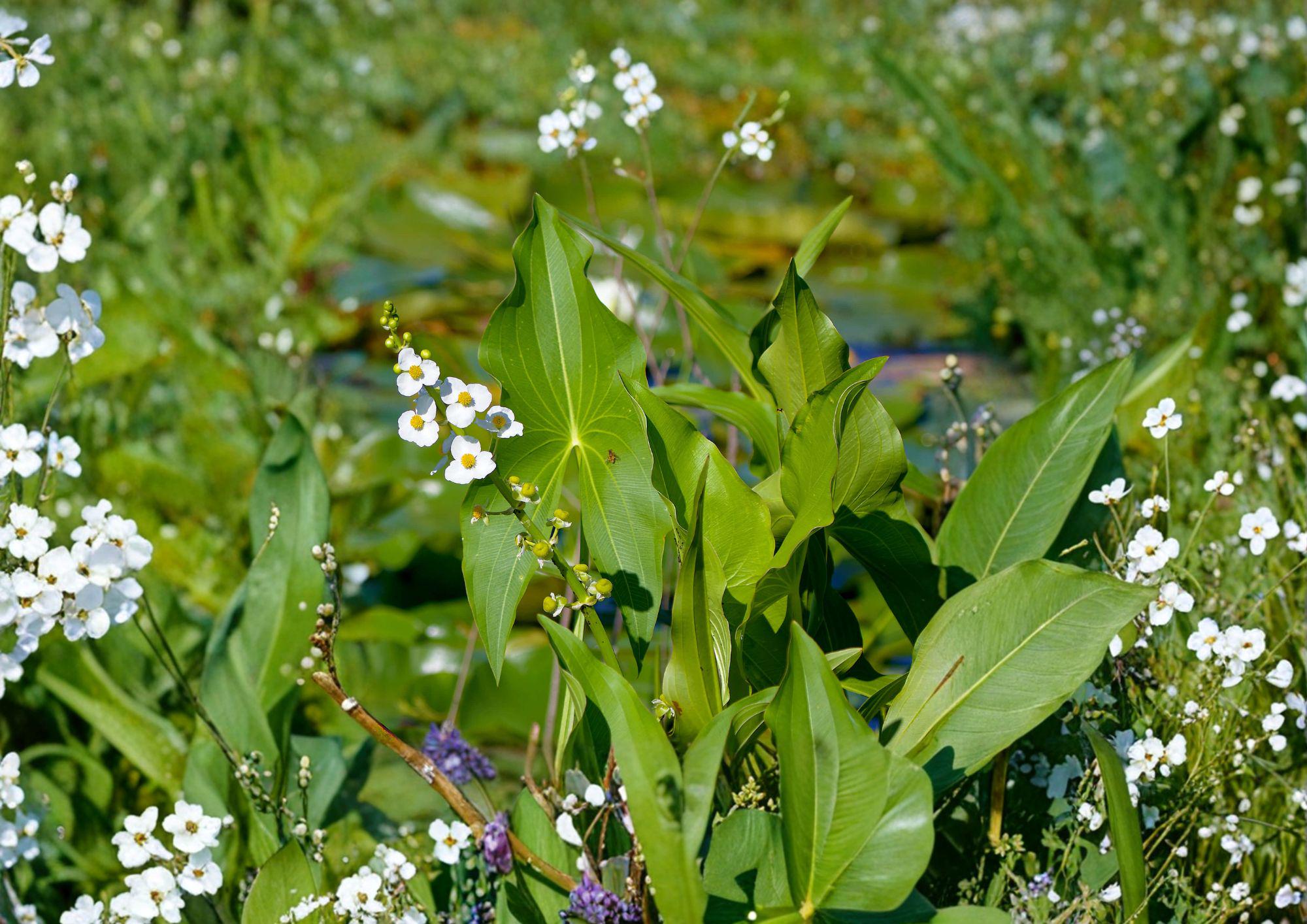 Common Arrowhead Seeds - Native Aquatic Wetland Plant, Sagittaria latifolia, 500 Seeds for Ponds, Marshes & Rain Gardens