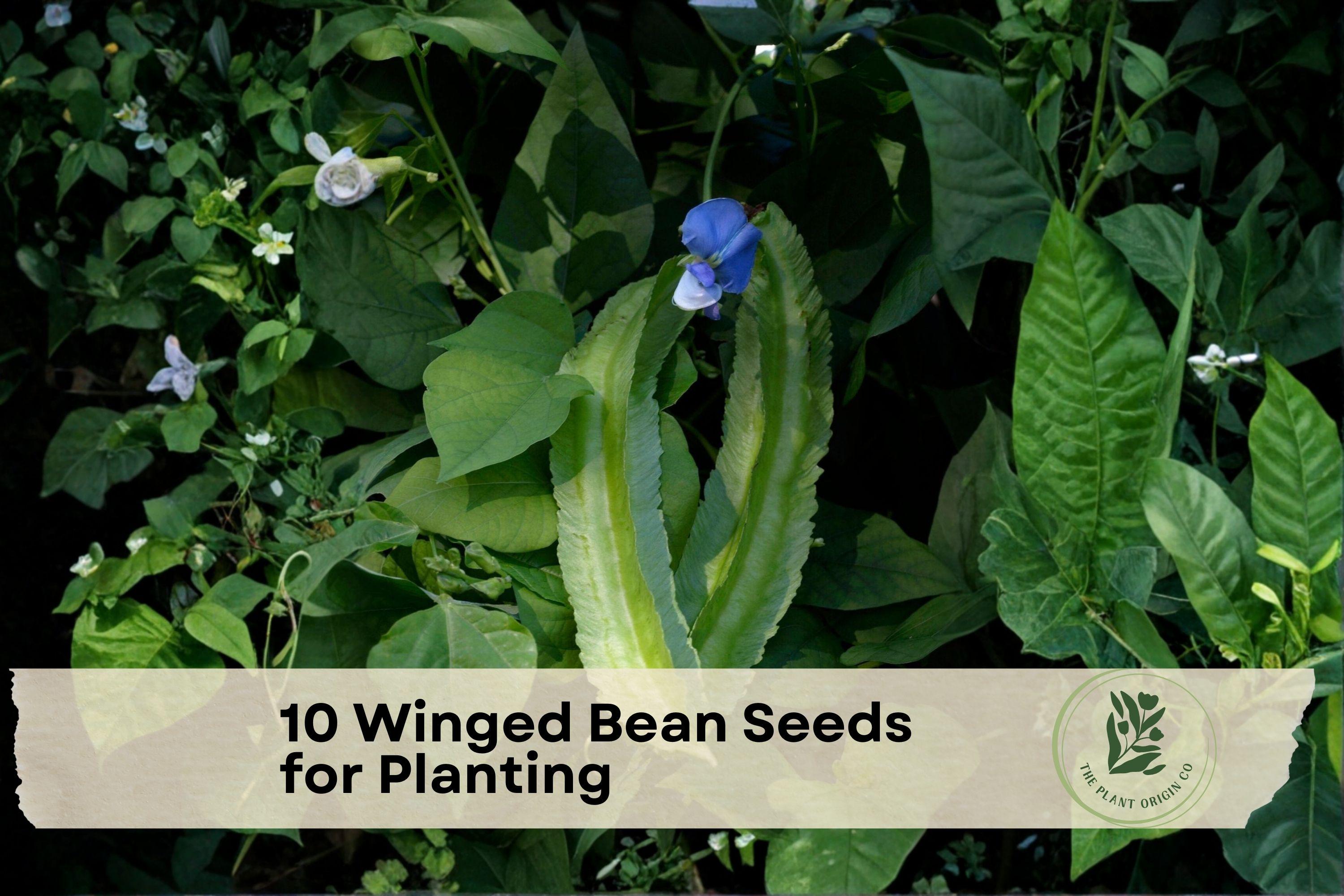 Winged Bean Seeds for Planting, Psophocarpus tetragonolobus, Tropical Climbing Vegetable, Vining Plant, Exotic Asian Vegetable