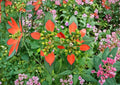 Fire on the Mountain Seeds – Euphorbia cyathophora Native Wildflower, Bright Red & White Bracts, Pollinator Friendly, Drought Tolerant