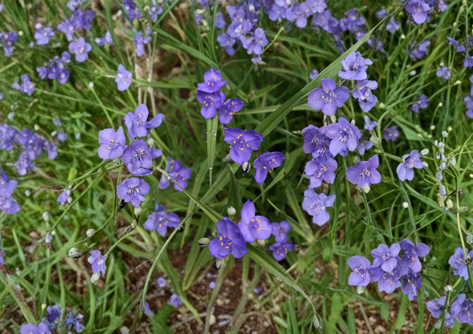 Prairie Spiderwort Seeds - Tradescantia bracteata, Native Wildflower, Blue Purple Flowers, Pollinator Attractant, 150 Seeds
