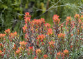 Northwestern Indian Paintbrush Seeds – Native Wildflower, Pollinator Friendly, Castilleja angustifolia var. dubia, Bright Red Bracts