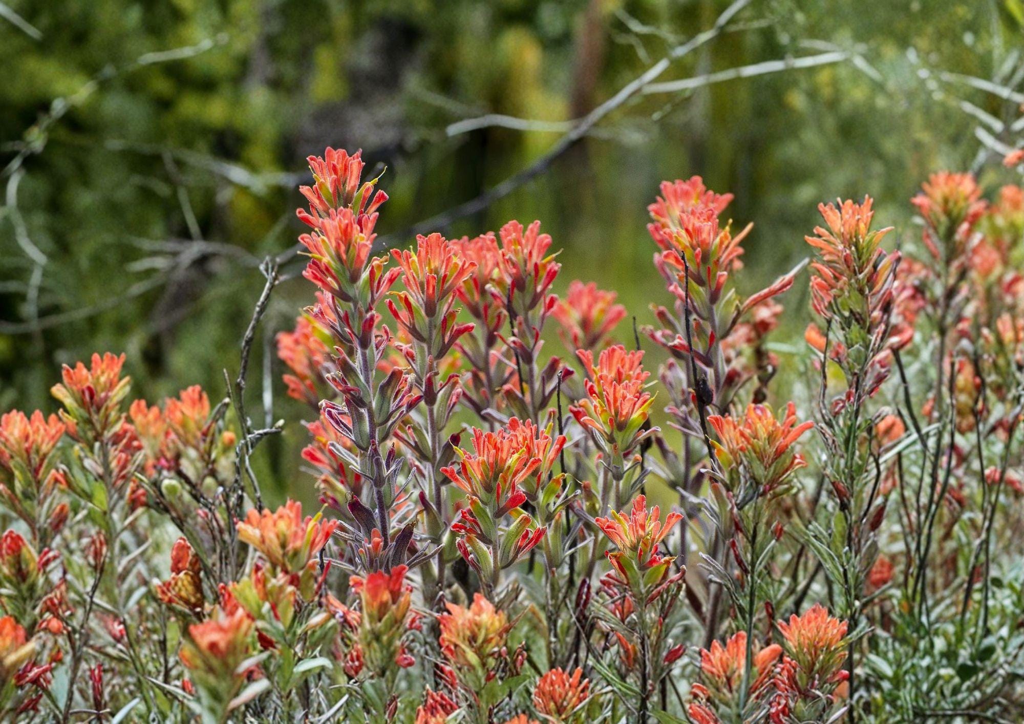Northwestern Indian Paintbrush Seeds – Native Wildflower, Pollinator Friendly, Castilleja angustifolia var. dubia, Bright Red Bracts