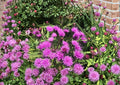 New York Ironweed Seeds – Native Purple Wildflower, 100 Seeds – Vernonia noveboracensis, Pollinator-Friendly Perennial
