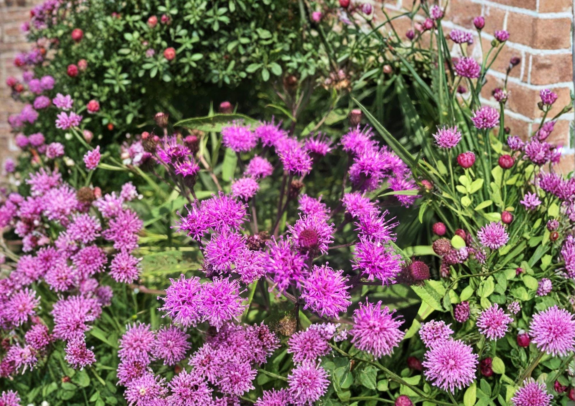 New York Ironweed Seeds – Native Purple Wildflower, 100 Seeds – Vernonia noveboracensis, Pollinator-Friendly Perennial