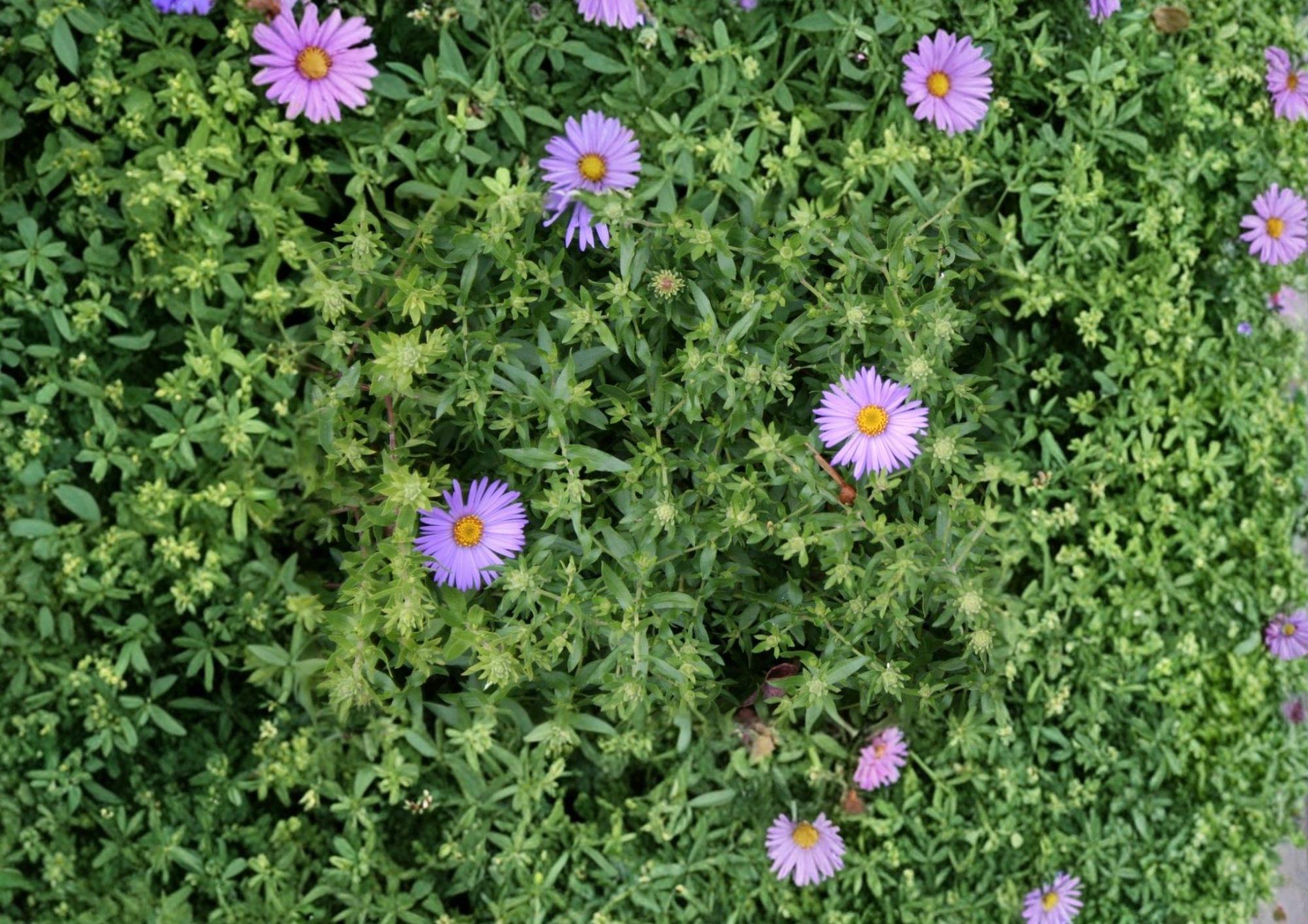 Aromatic Aster Seeds – Native Blue Purple Wildflower, Pollinator-Friendly Perennial, Symphyotrichum oblongifolium, 100 Seeds