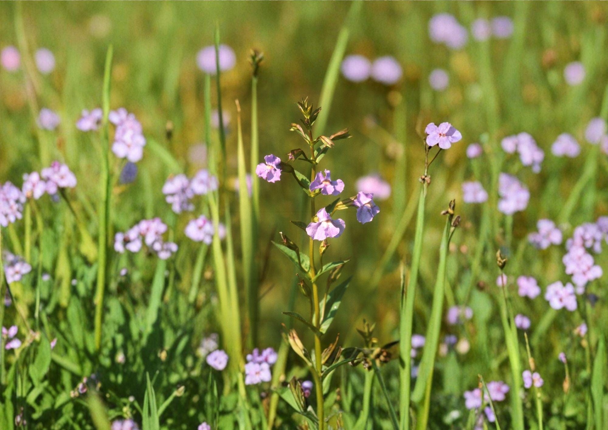 Monkey Flower Seeds - Purple Wetland Perennial, Rain Garden Plant, Mimulus ringens, Native Wildflower, Pollinator-Friendly, 5000 Seeds