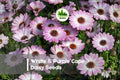 200 White & Purple Cape Daisy Seeds – Osteospermum spp. Bicolor Flowers for Garden, Borders, Pots, Drought-Tolerant, Easy to Grow