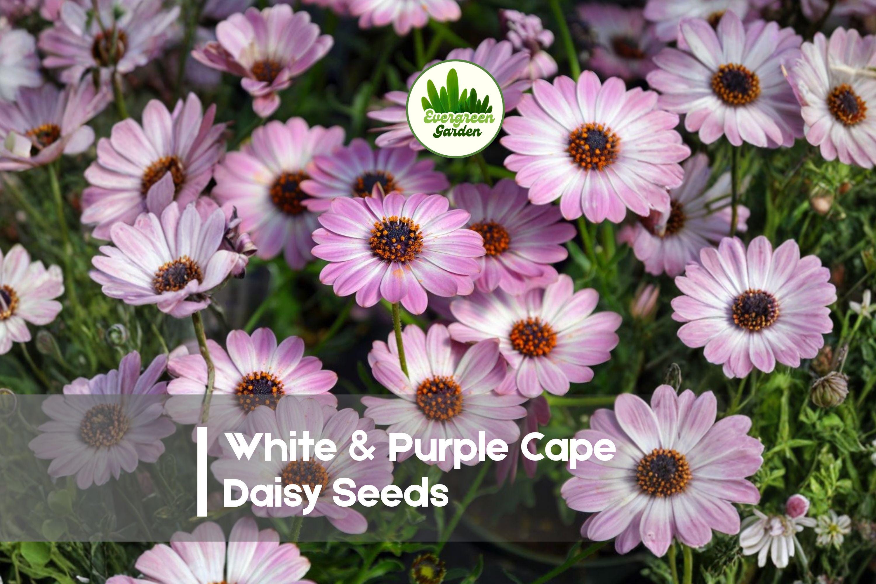 200 White & Purple Cape Daisy Seeds – Osteospermum spp. Bicolor Flowers for Garden, Borders, Pots, Drought-Tolerant, Easy to Grow