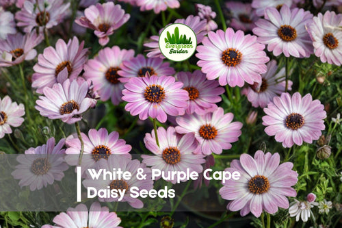 200 White & Purple Cape Daisy Seeds – Osteospermum spp. Bicolor Flowers for Garden, Borders, Pots, Drought-Tolerant, Easy to Grow