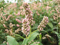 Pinkweed Seeds – Persicaria pensylvanica Native Wildflower for Pollinators, Meadow Gardens & Wet Areas
