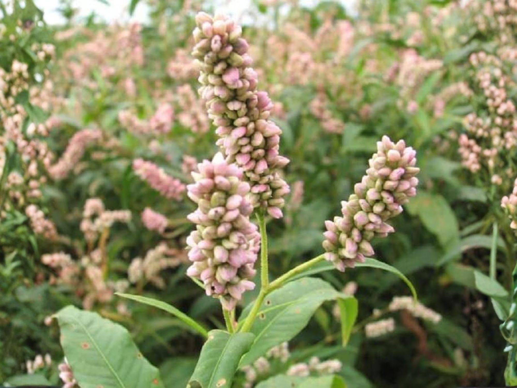 Pinkweed Seeds – Persicaria pensylvanica Native Wildflower for Pollinators, Meadow Gardens & Wet Areas