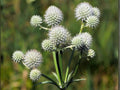 Rattlesnake Master Seeds - Eryngium yuccifolium Native Prairie Pollinator Plant for Gardens & Restoration