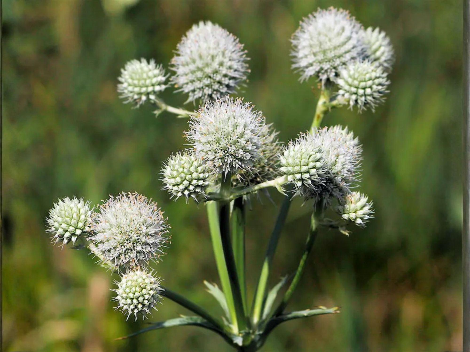 Rattlesnake Master Seeds - Eryngium yuccifolium Native Prairie Pollinator Plant for Gardens & Restoration