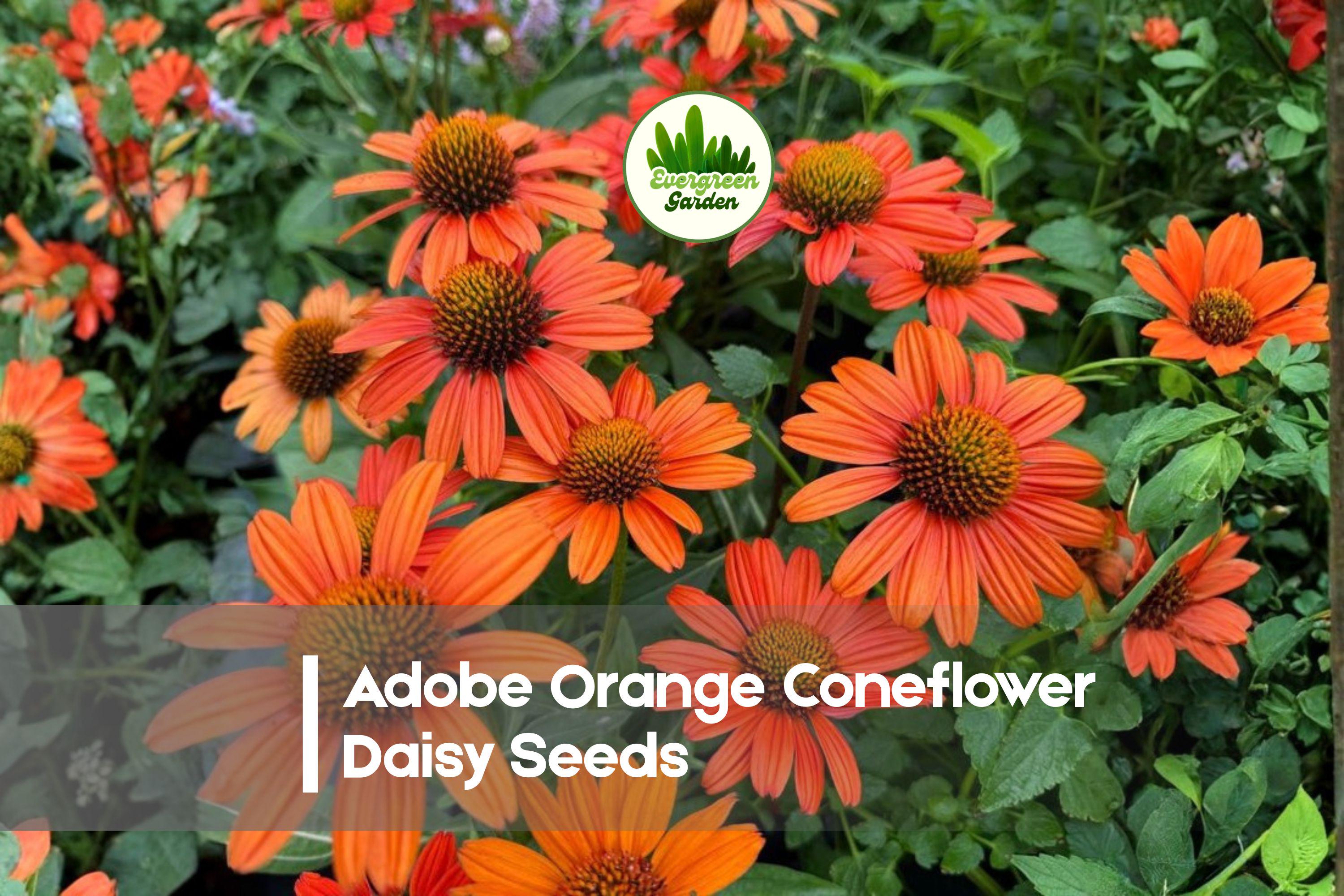 Adobe Orange Coneflower Daisy Seeds – 200 Bright Orange Rudbeckia Echinacea for Garden Beds & Pollinator Gardens
