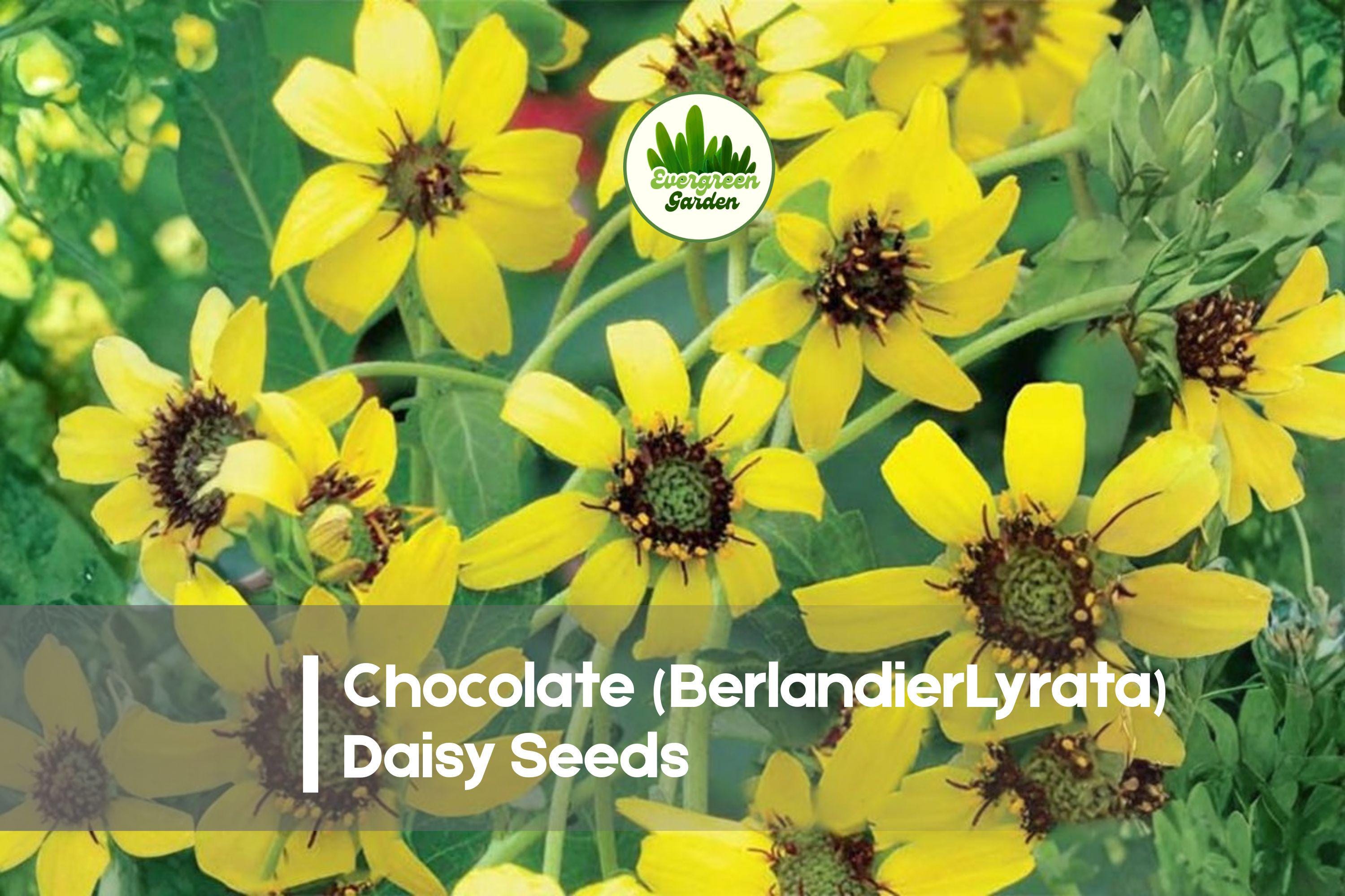 Chocolate Daisy Seeds - 200 Berlandiera Lyrata Wildflower Seeds for Native Gardens, Pollinator Attracting, Drought Tolerant