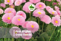 200 Pink English Daisy Seeds - Bellis perennis, Cottage Garden, Border, Pot, Rock Garden, Pink Blooms, Easy to Grow