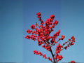 Winterberry Holly Seeds – 25 Ilex verticillata Native Shrub Seeds for Winter Landscape, Wildlife Gardens, Rain Gardens