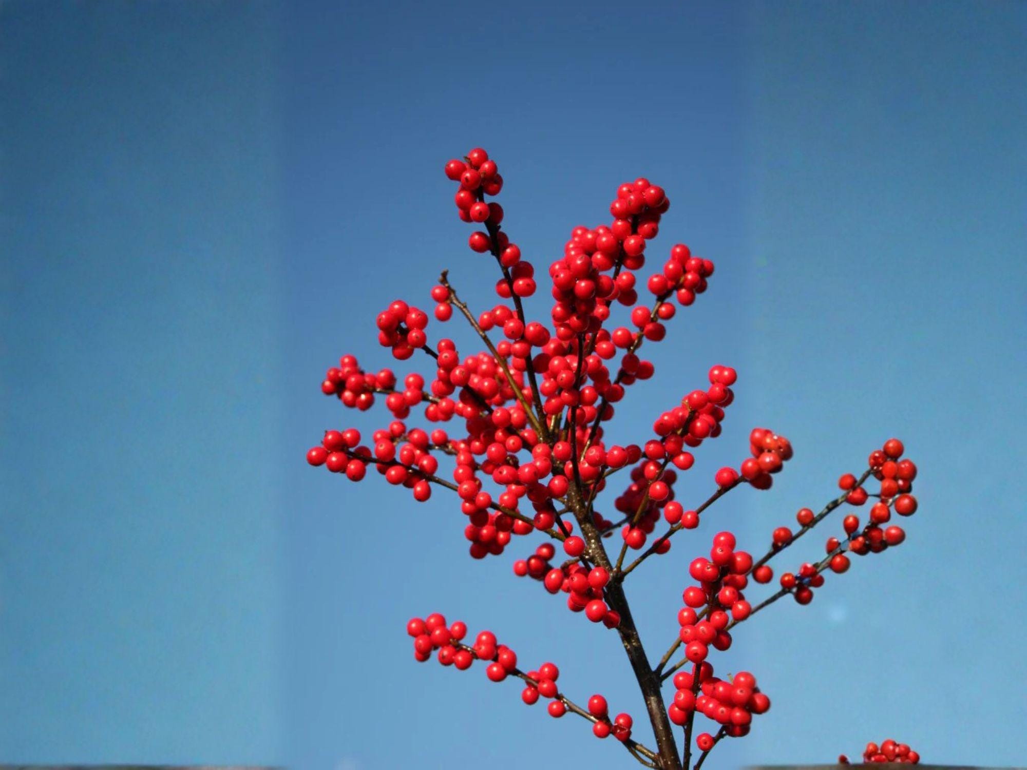 Winterberry Holly Seeds – 25 Ilex verticillata Native Shrub Seeds for Winter Landscape, Wildlife Gardens, Rain Gardens