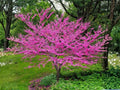 Chinese Redbud Seeds – 10 Cercis chinensis Flowering Tree Seeds for Spring Blooming Ornamental Garden Plant