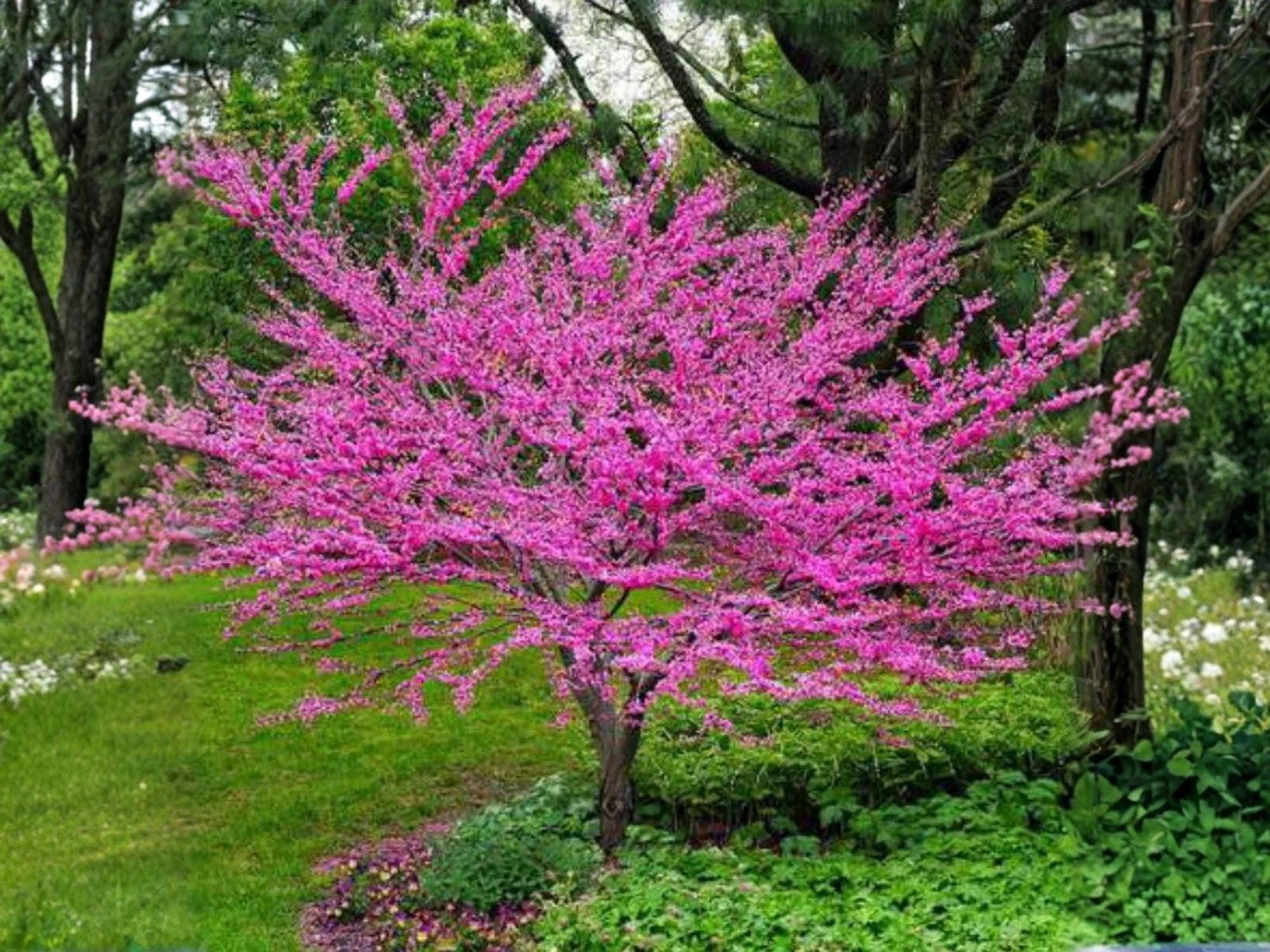 Chinese Redbud Seeds – 10 Cercis chinensis Flowering Tree Seeds for Spring Blooming Ornamental Garden Plant