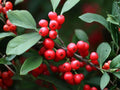 Mountain Holly Seeds – Ilex montana Native Shrub Tree Seeds for Woodland Gardens, Wildlife Habitat & Ecological Landscaping
