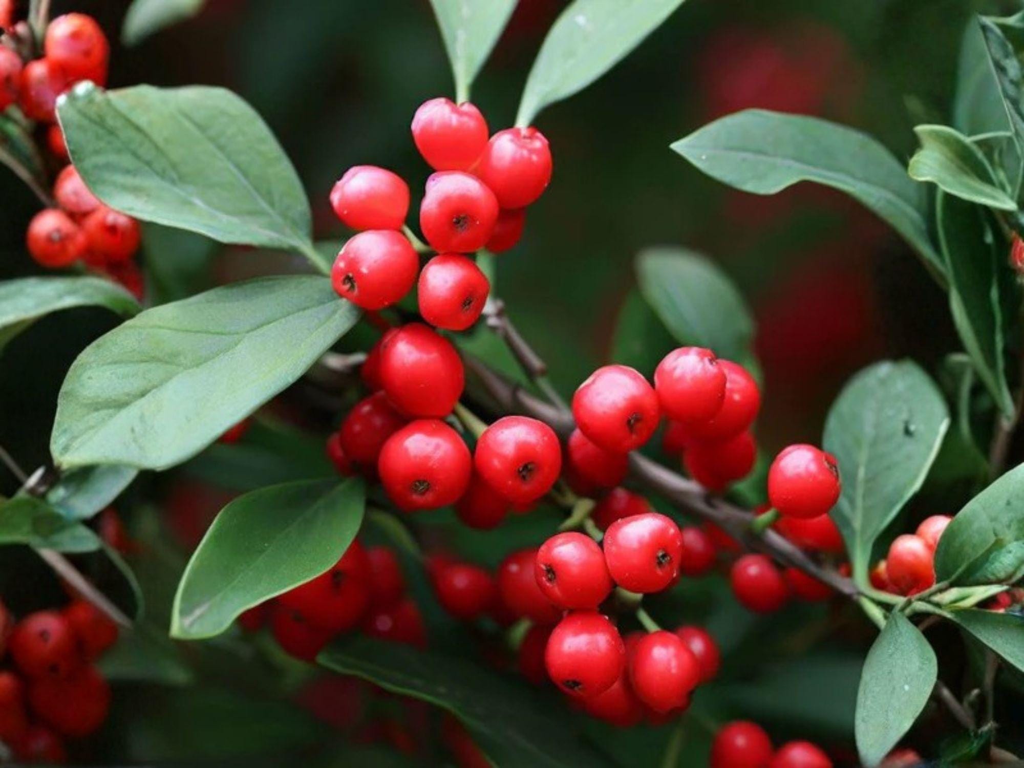 Mountain Holly Seeds – Ilex montana Native Shrub Tree Seeds for Woodland Gardens, Wildlife Habitat & Ecological Landscaping