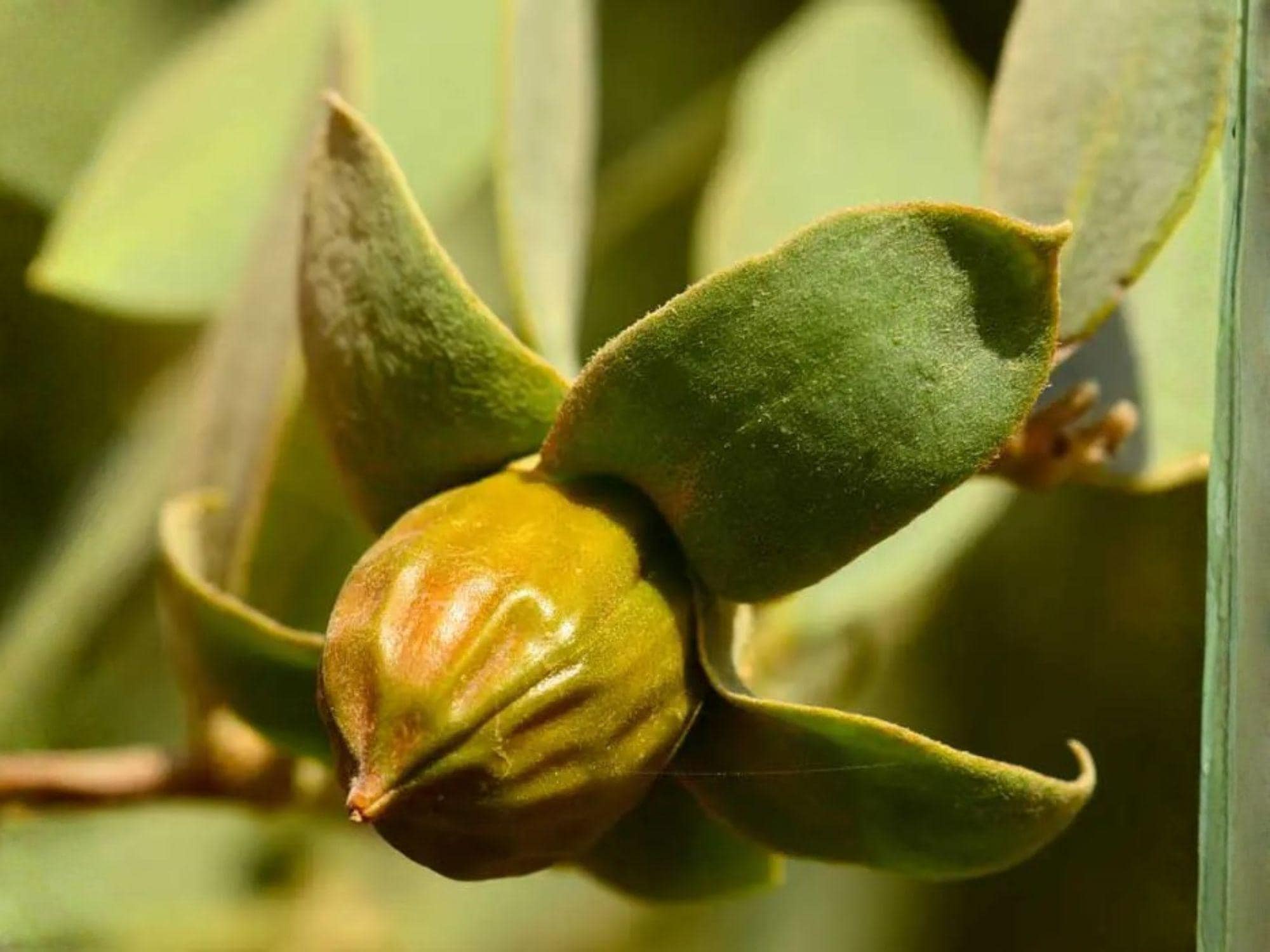 Jojoba Seeds – 10 Simmondsia Chinensis Desert Shrub Seeds for Drought-Tolerant Gardens and Xeriscaping