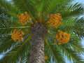 Canary Island Date Palm Seeds – Phoenix Canariensis Tropical Palm Tree, Ornamental, Evergreen, 10 Seeds