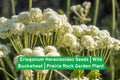 Eriogonum Heracleoides Seeds | Wild Buckwheat Prairie Perennial for Rock Gardens & Drought Tolerance